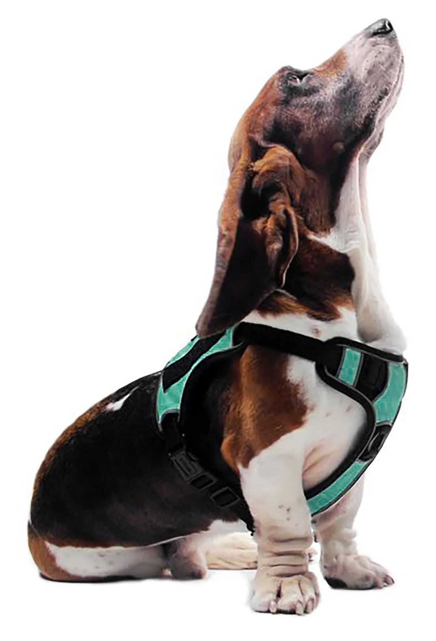 Quest Multi-Purpose Harness, Large