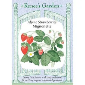 Strawberry Alpine Mignonette by Renee's Garden